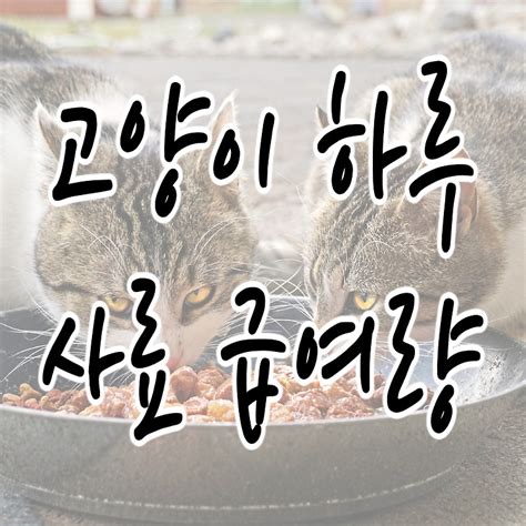 고양이 사료량